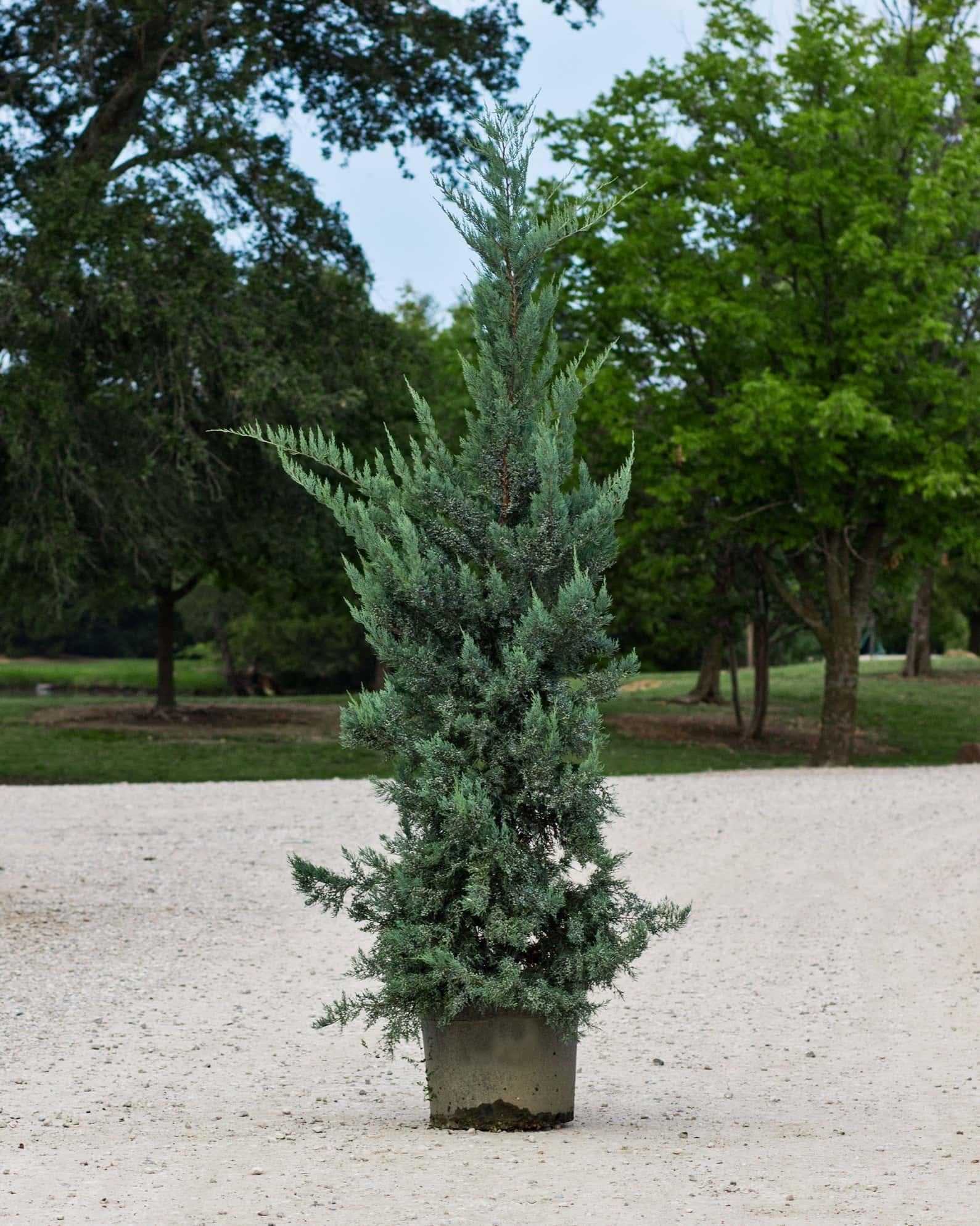 Juniperus Virginiana 'glauca' - View 32 from www redcrocus com