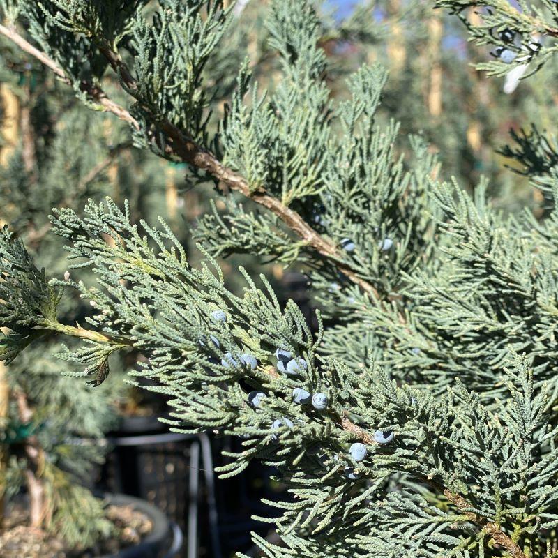Juniperus Virginiana 'glauca' - View 3 from www redcrocus com