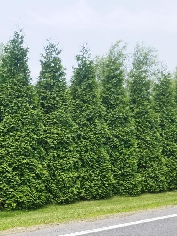 Thuja Plicata 'green Giant' - View 12 from www redcrocus com