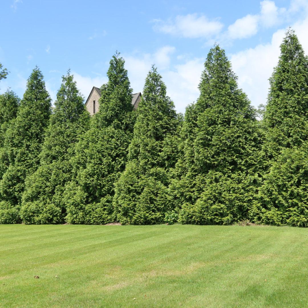 Thuja Plicata 'green Giant' - View 14 from www redcrocus com