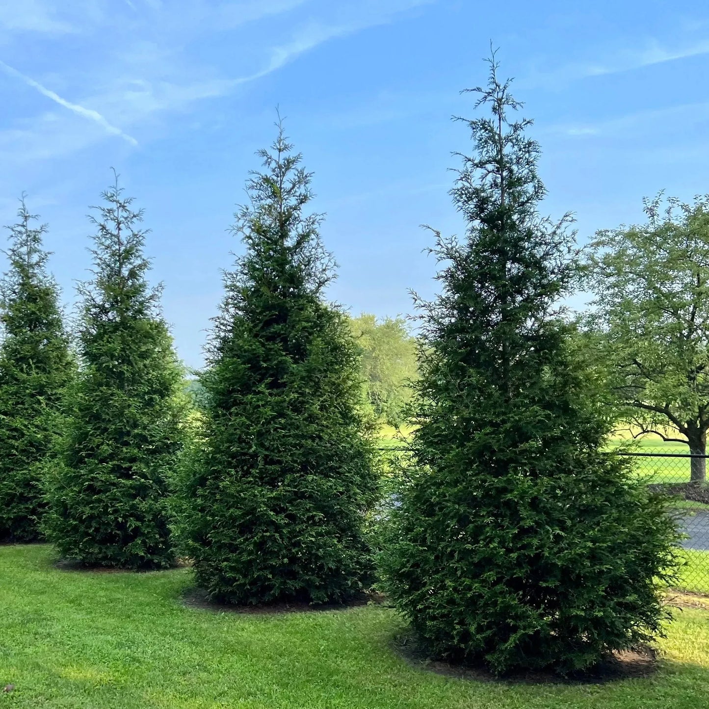 Thuja Plicata 'green Giant' - View 17 from www redcrocus com