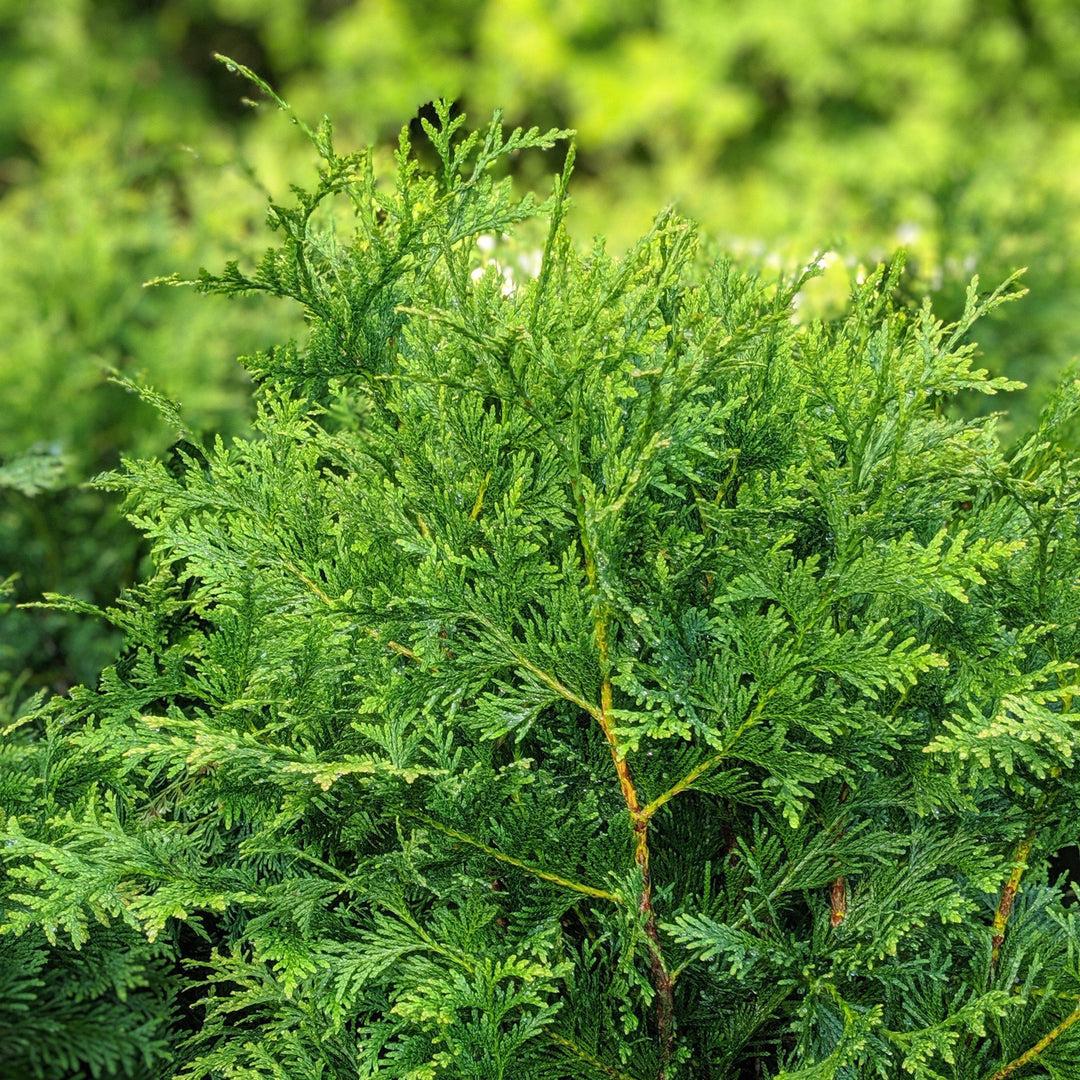 Thuja Plicata 'green Giant' - View 18 from www redcrocus com