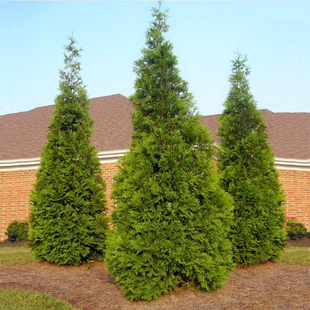 Thuja Plicata 'green Giant' - View 22 from www redcrocus com