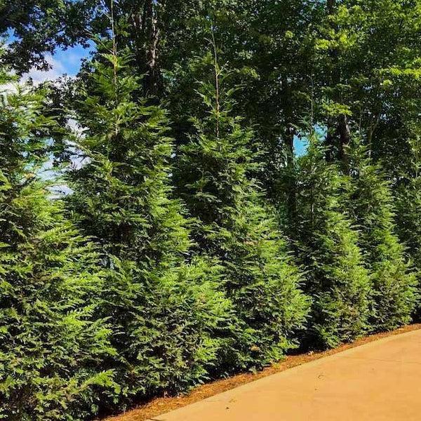 Thuja Plicata 'green Giant' - View 24 from www redcrocus com