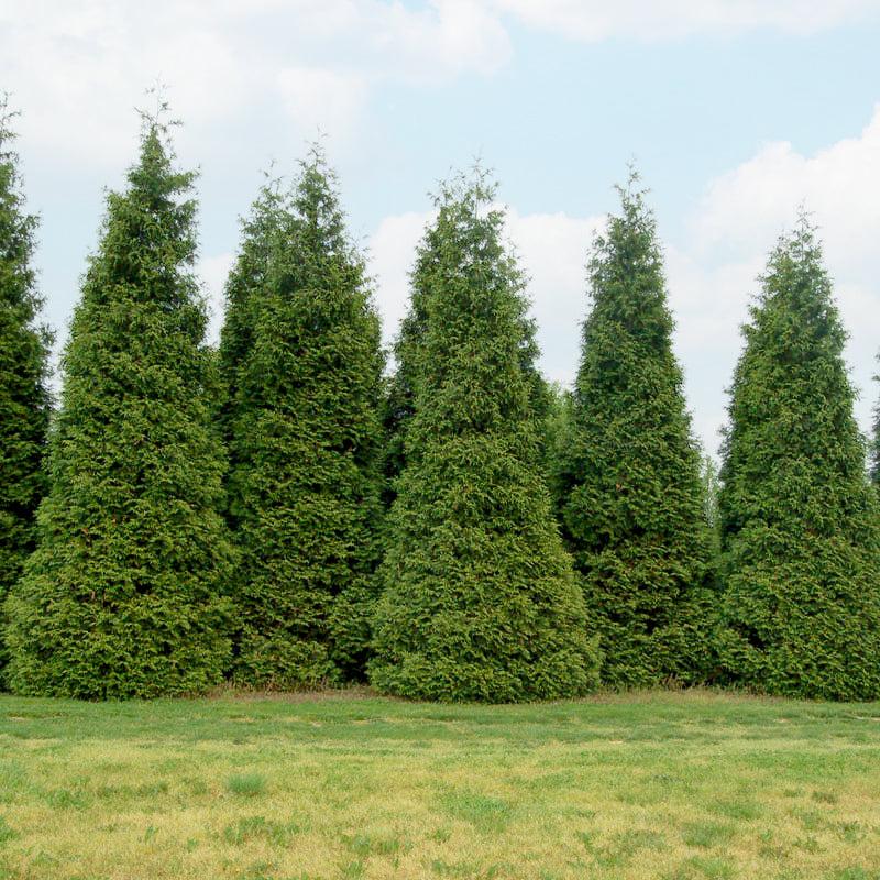 Thuja Plicata 'green Giant' - View 25 from www redcrocus com