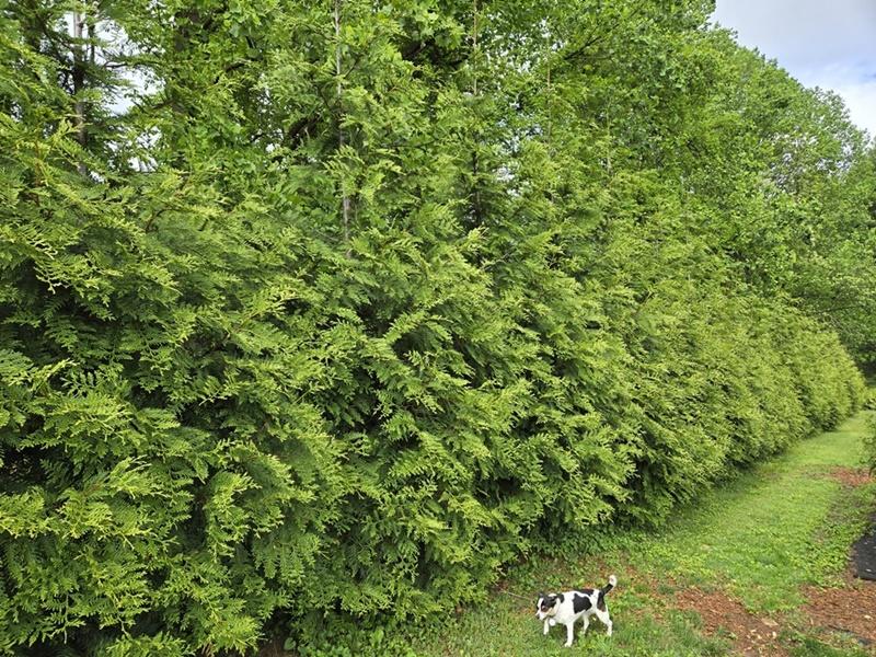 Thuja Plicata 'green Giant' - View 28 from www redcrocus com