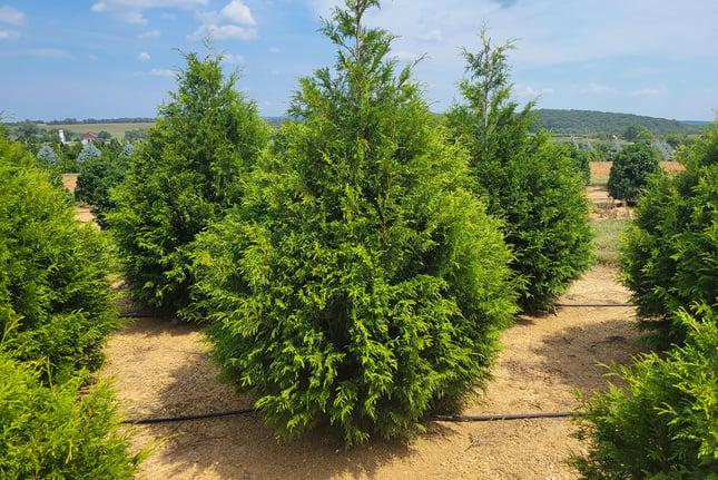 Thuja Plicata 'green Giant' - View 31 from www redcrocus com