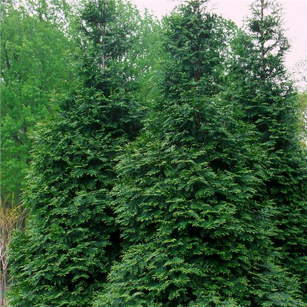 Thuja Plicata 'green Giant' - View 33 from www redcrocus com