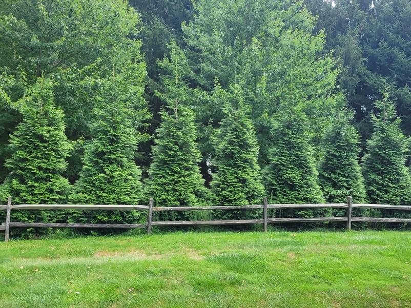 Thuja Plicata 'green Giant' - View 35 from www redcrocus com