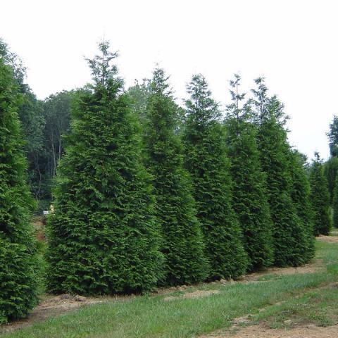 Thuja Plicata 'green Giant' - View 36 from www redcrocus com
