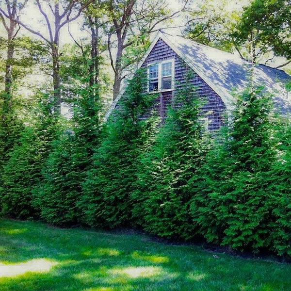 Thuja Plicata 'green Giant' - View 38 from www redcrocus com