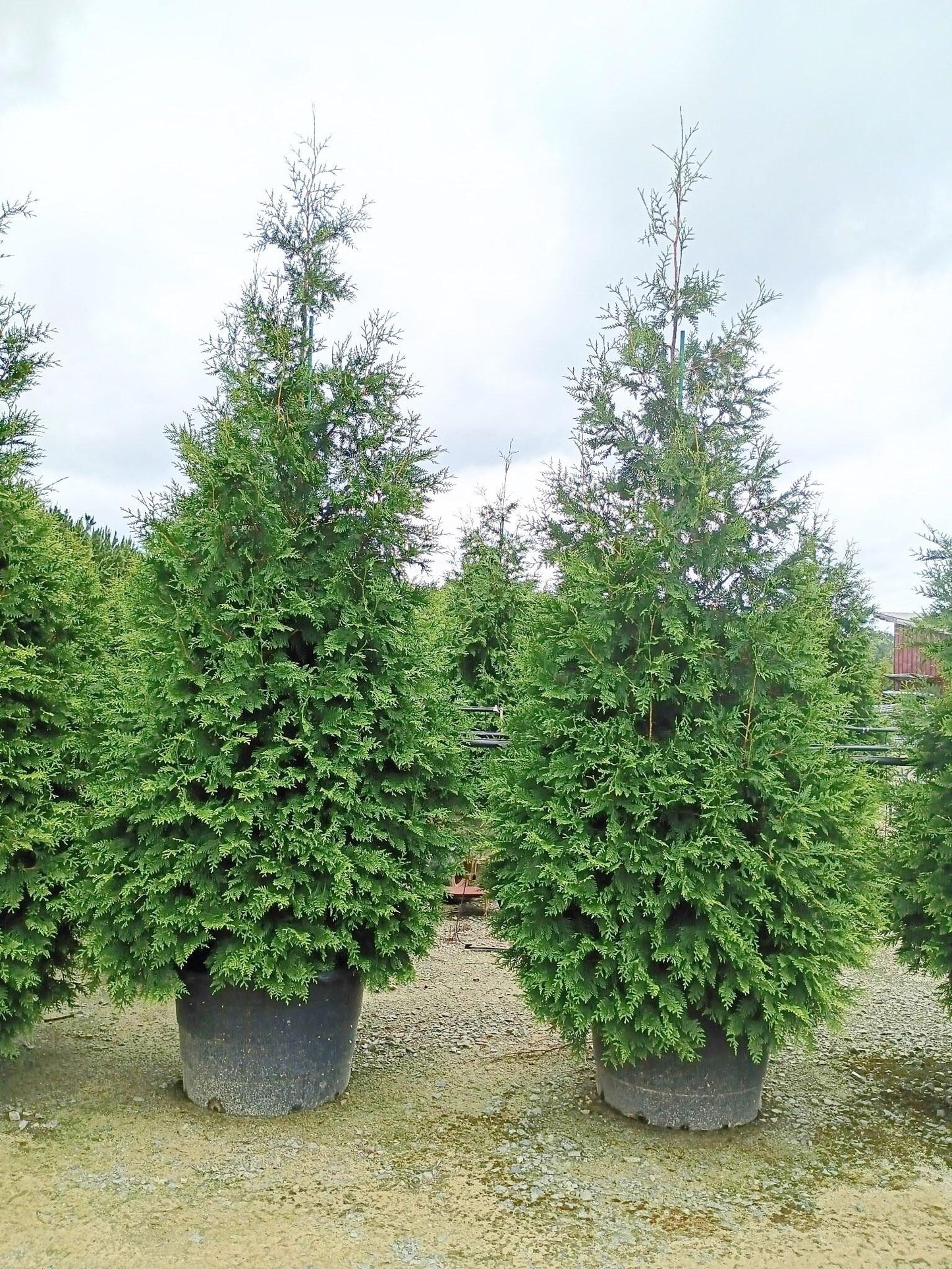 Thuja Plicata 'green Giant' - View 39 from www redcrocus com