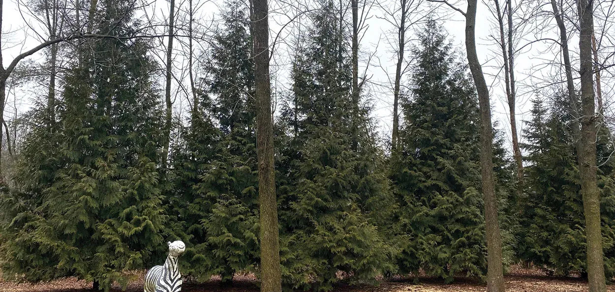 Thuja Plicata 'green Giant' - View 40 from www redcrocus com