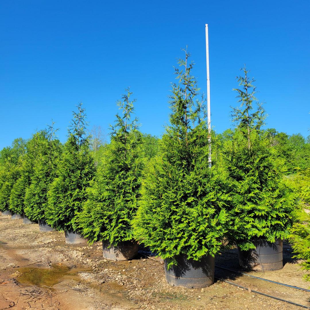 Thuja Plicata 'green Giant' - View 4 from www redcrocus com