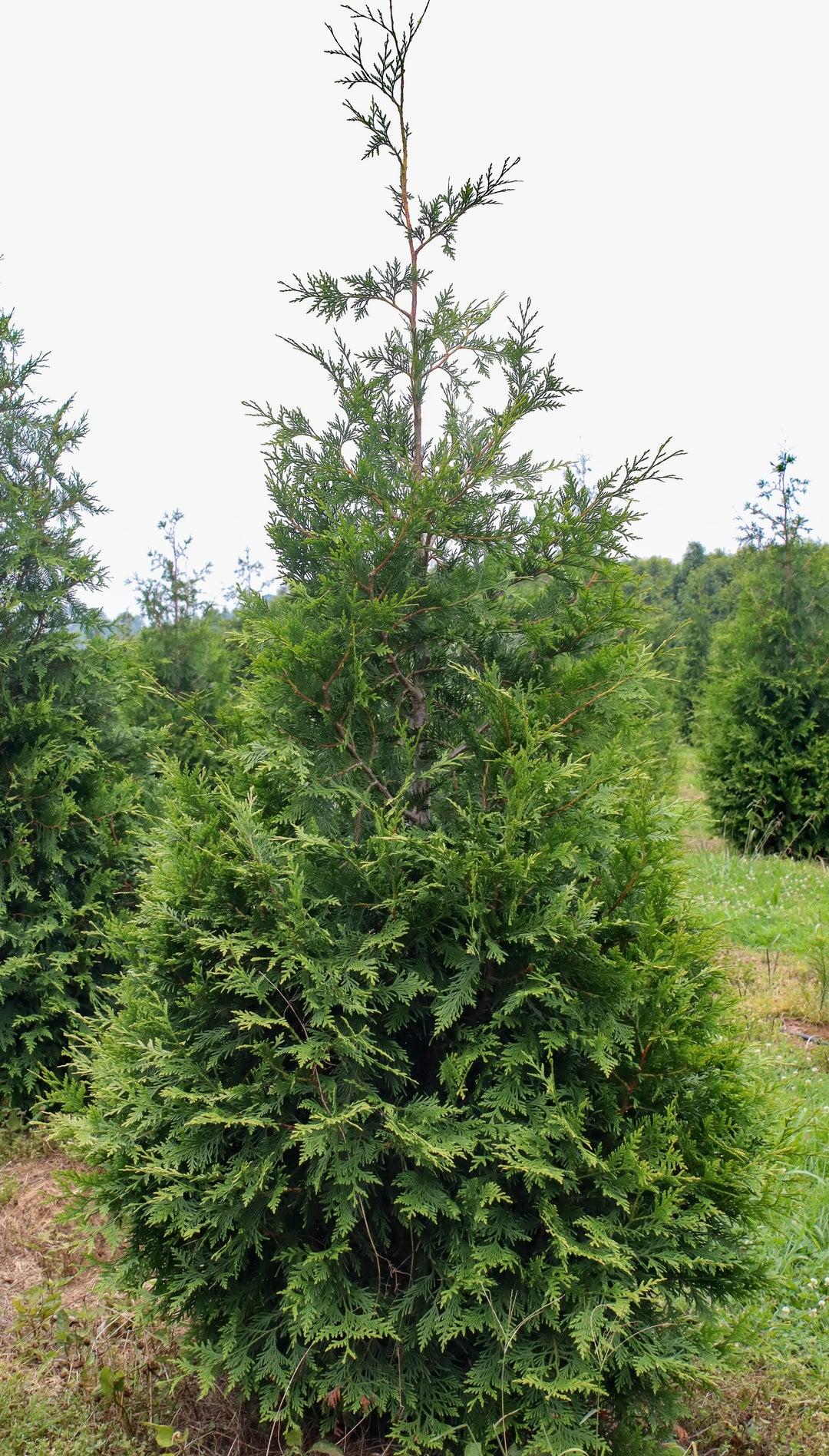 Thuja Plicata 'green Giant' - View 5 from www redcrocus com