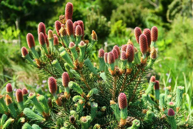 Picea Mariana - View 10 from www redcrocus com