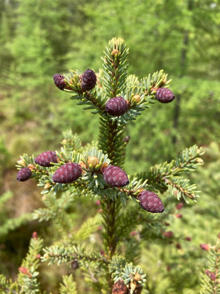 Picea Mariana - View 11 from www redcrocus com