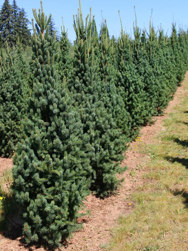 Picea Mariana - View 12 from www redcrocus com