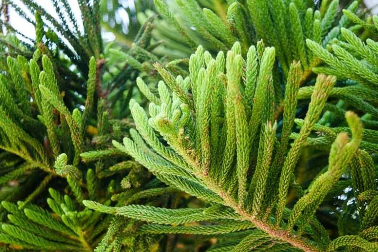 Picea Mariana - View 14 from www redcrocus com