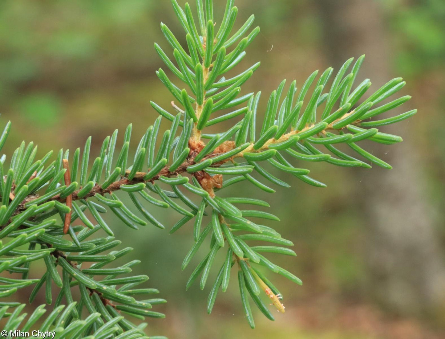 Picea Mariana - View 15 from www redcrocus com