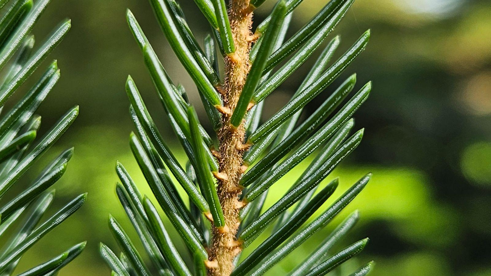 Picea Mariana - View 16 from www redcrocus com