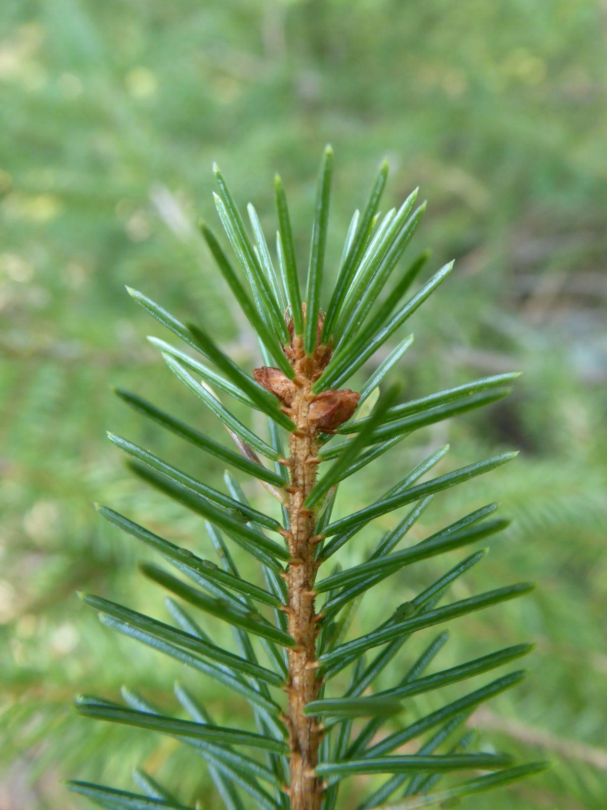 Picea Mariana - View 17 from www redcrocus com