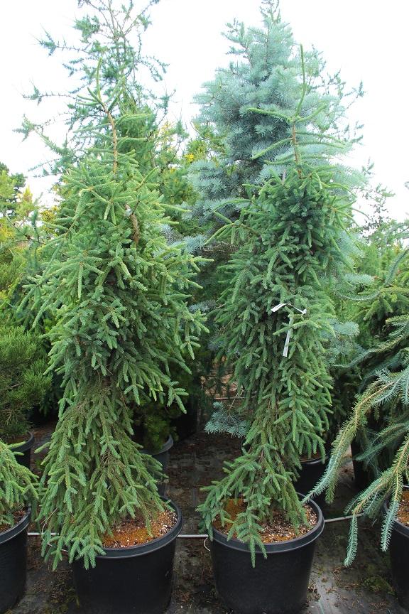 Picea Mariana - View 18 from www redcrocus com