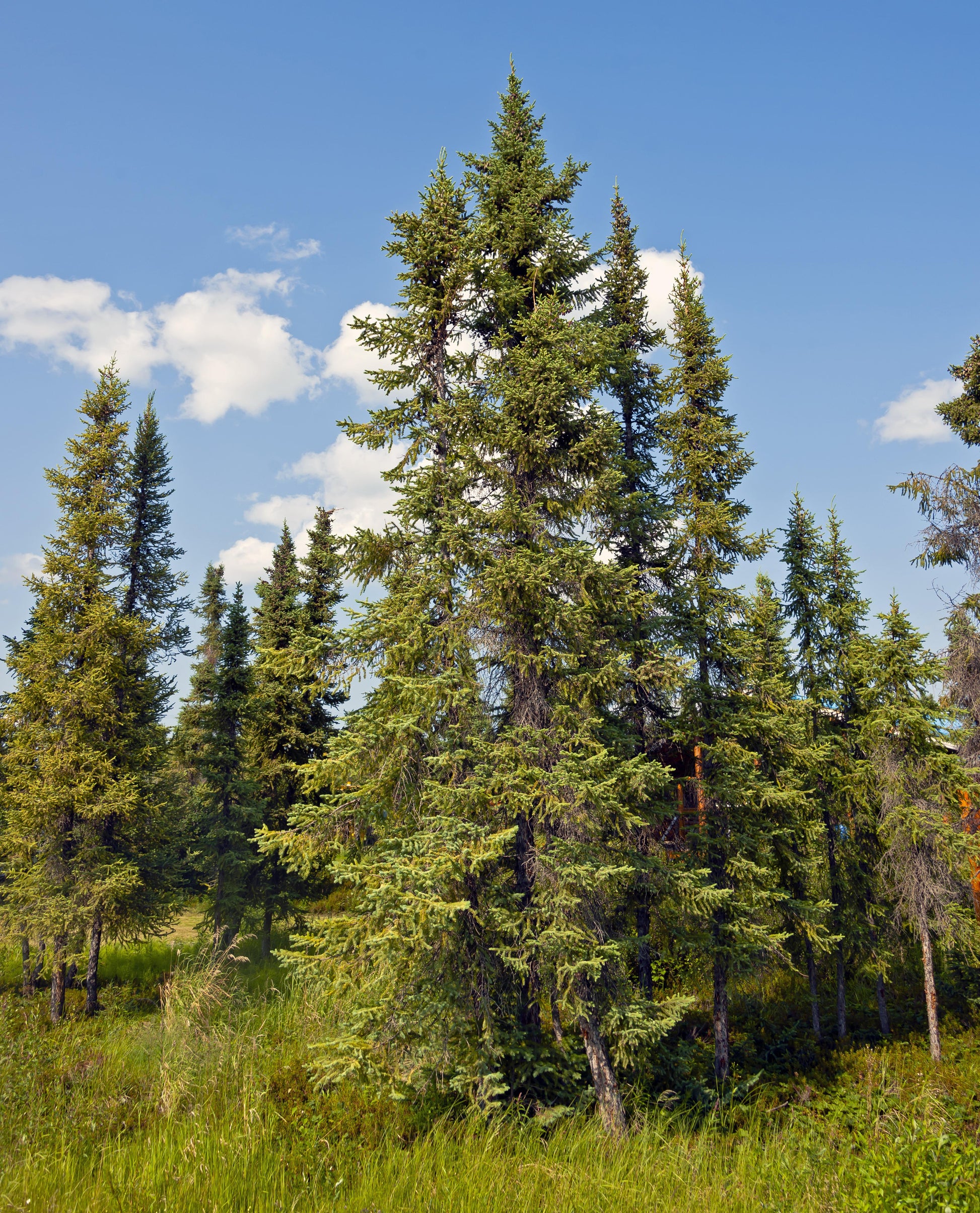 Picea Mariana - View 1 from www redcrocus com