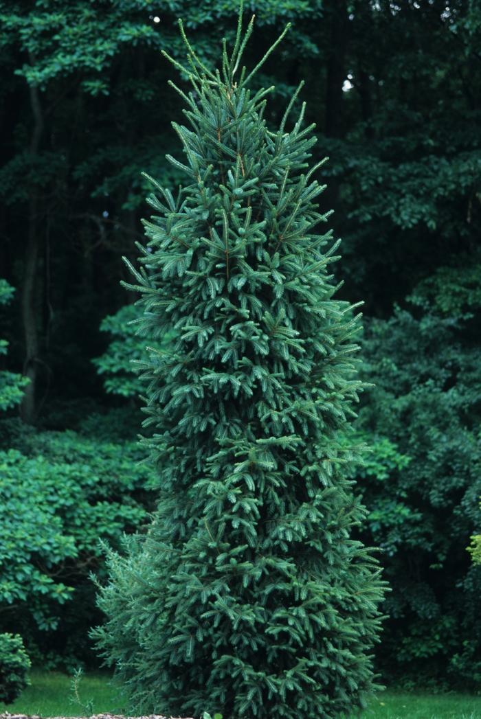Picea Mariana - View 20 from www redcrocus com