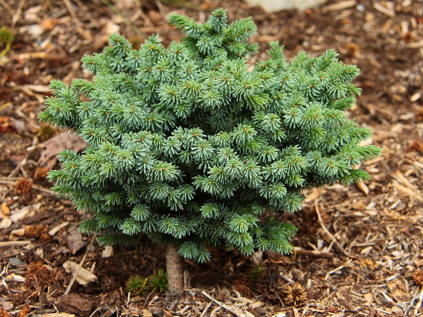 Picea Mariana - View 22 from www redcrocus com