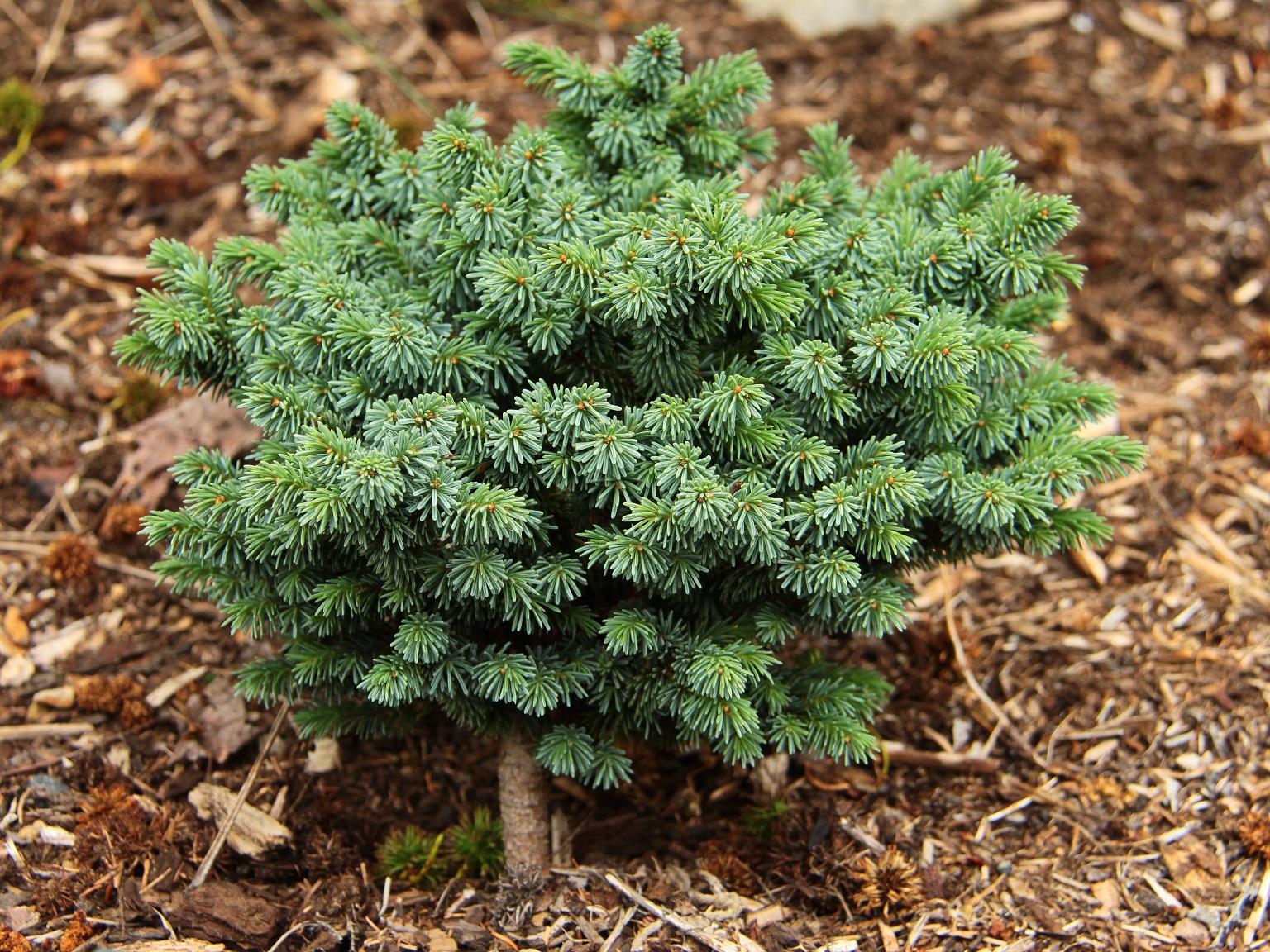 Picea Mariana - View 22 from www redcrocus com