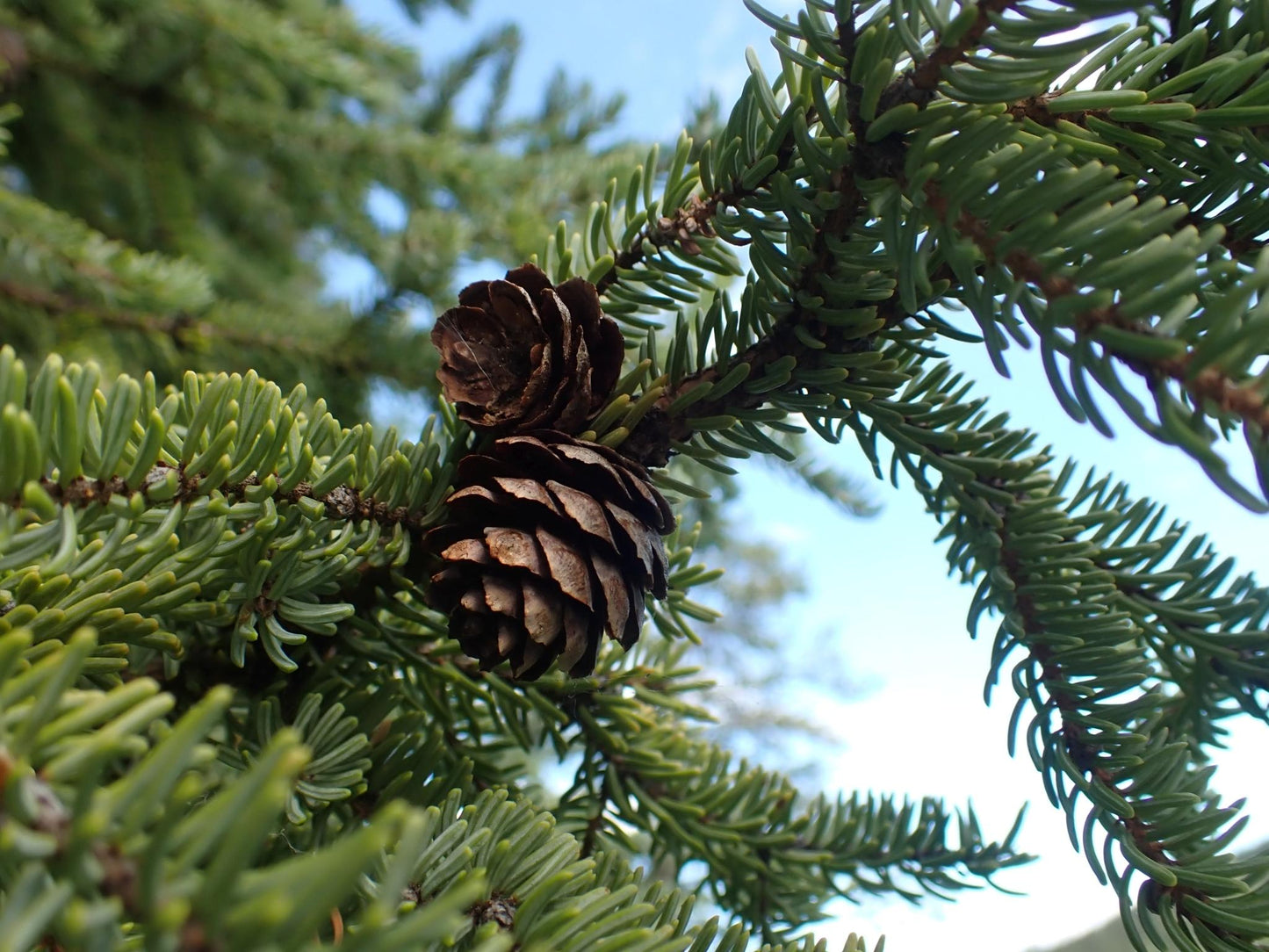 Picea Mariana - View 23 from www redcrocus com