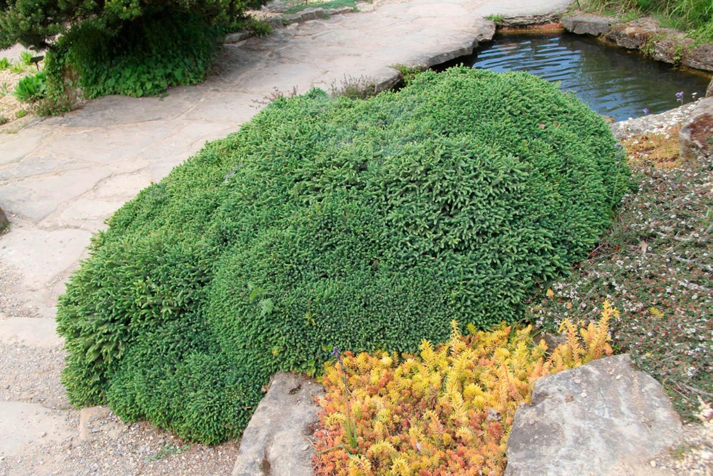 Picea Mariana - View 24 from www redcrocus com