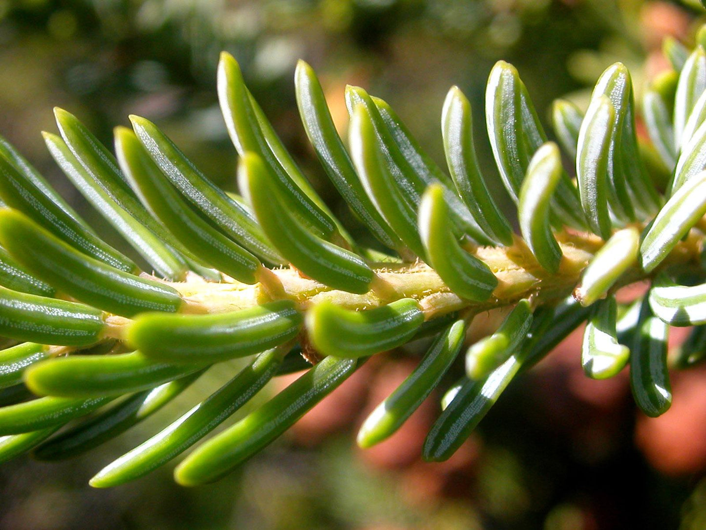 Picea Mariana - View 26 from www redcrocus com