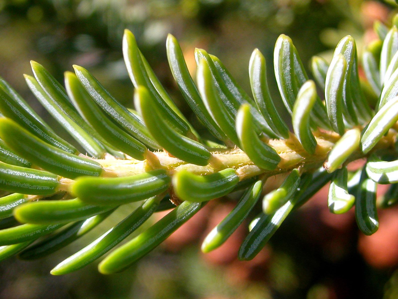 Picea Mariana - View 26 from www redcrocus com