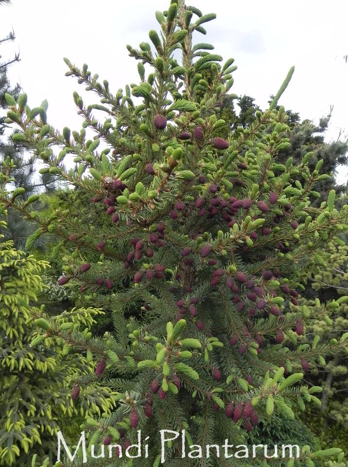 Picea Mariana - View 27 from www redcrocus com