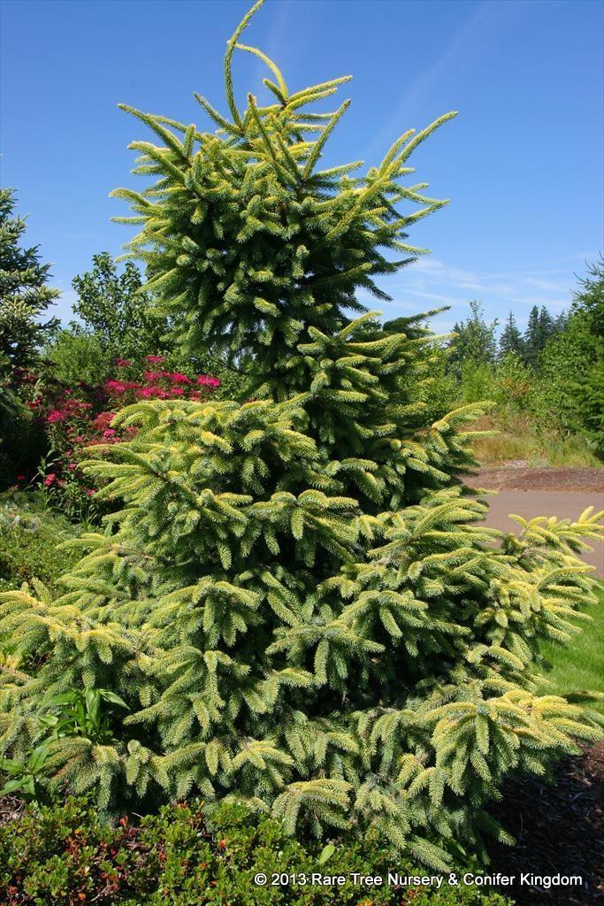Picea Mariana - View 28 from www redcrocus com