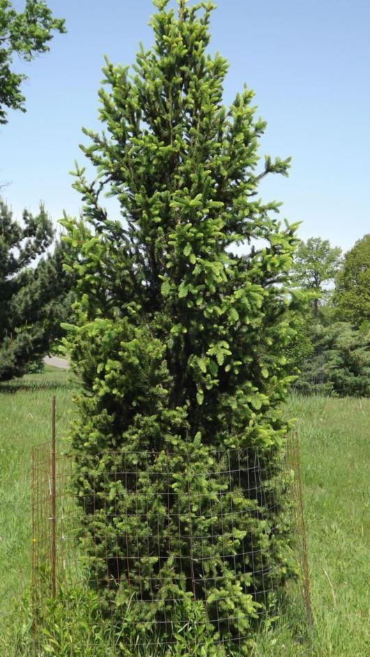 Picea Mariana - View 29 from www redcrocus com