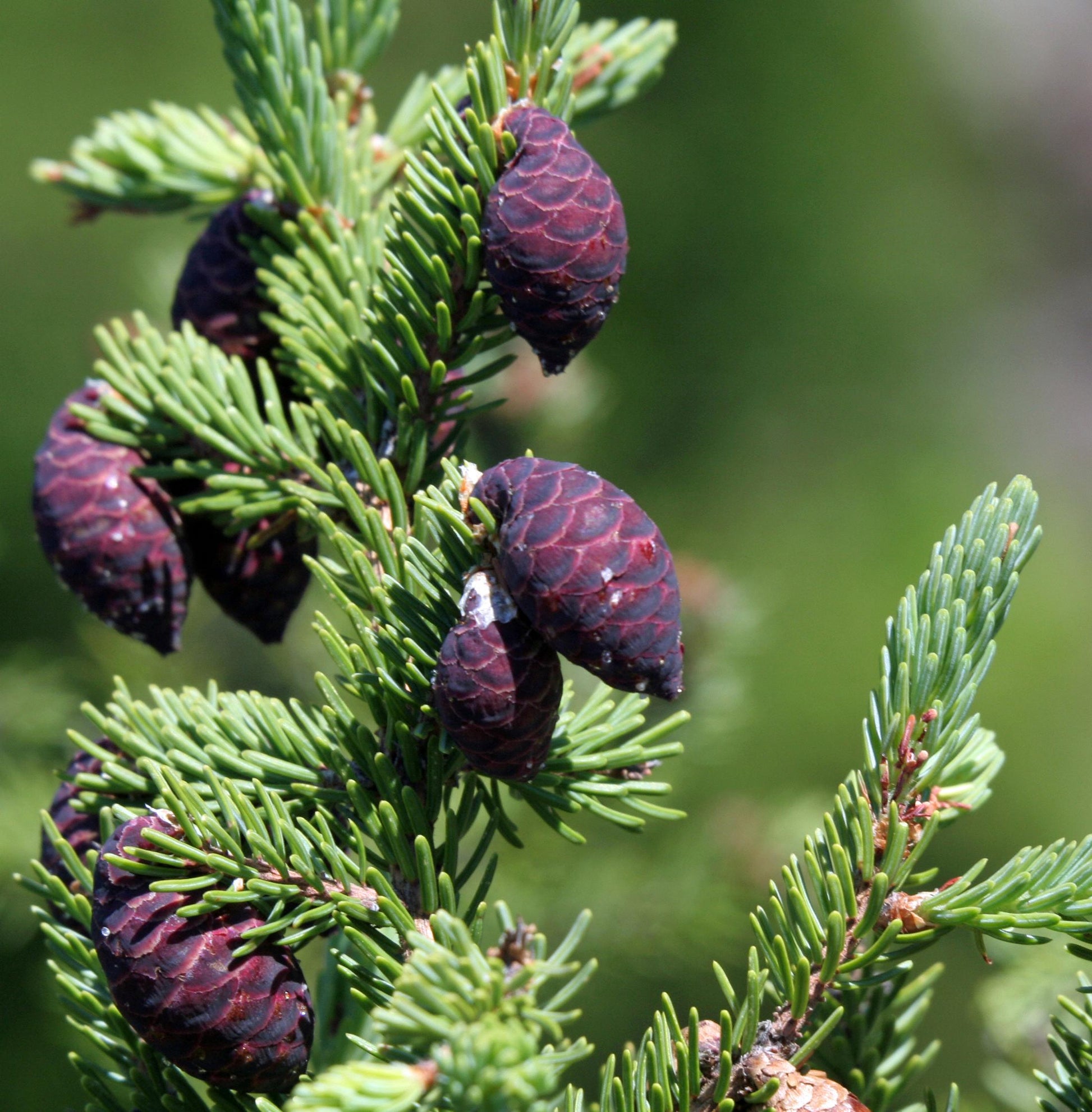 Picea Mariana - View 2 from www redcrocus com
