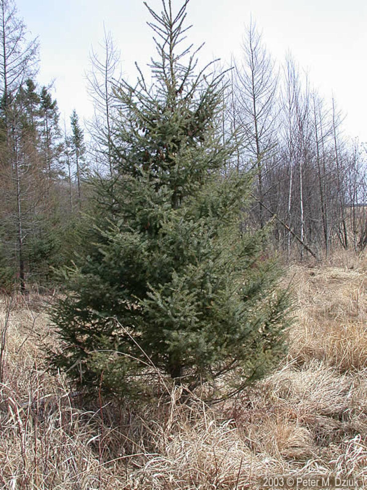 Picea Mariana - View 30 from www redcrocus com