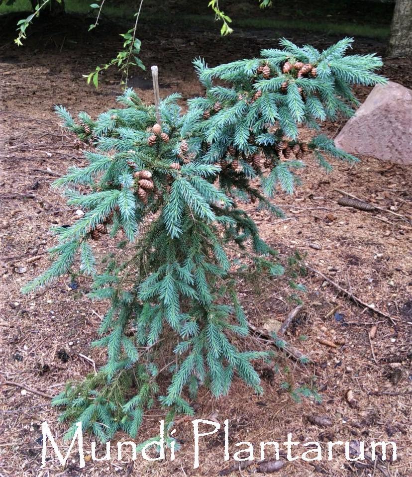 Picea Mariana - View 31 from www redcrocus com