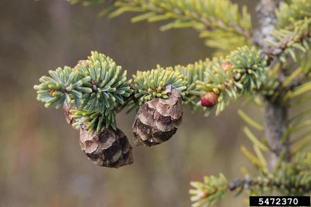 Picea Mariana - View 32 from www redcrocus com