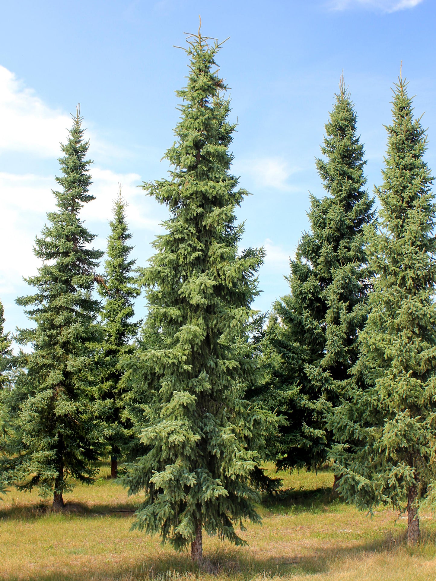 Picea Mariana - View 33 from www redcrocus com
