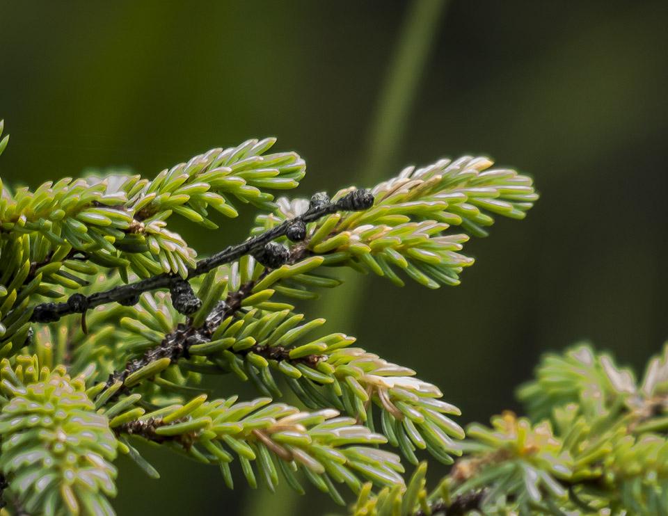 Picea Mariana - View 35 from www redcrocus com