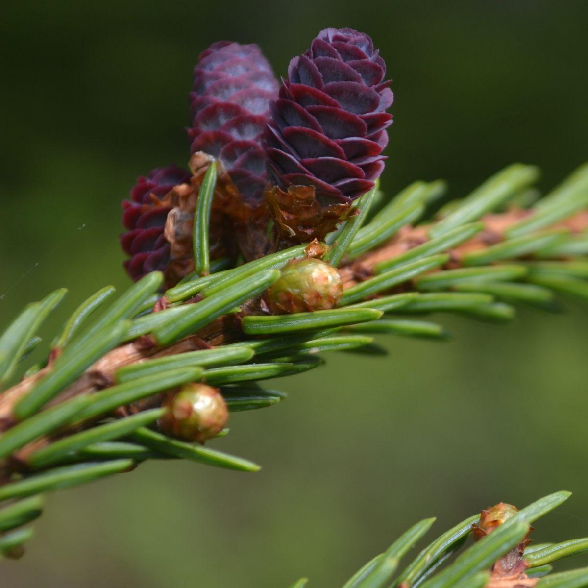 Picea Mariana - View 36 from www redcrocus com