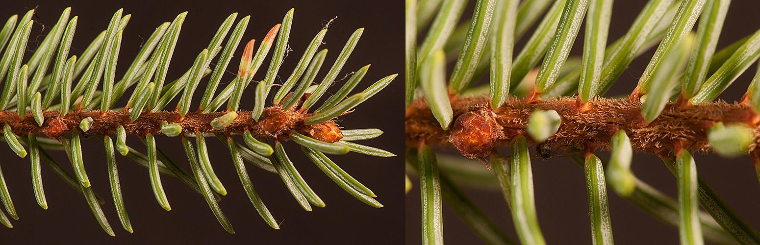 Picea Mariana - View 38 from www redcrocus com