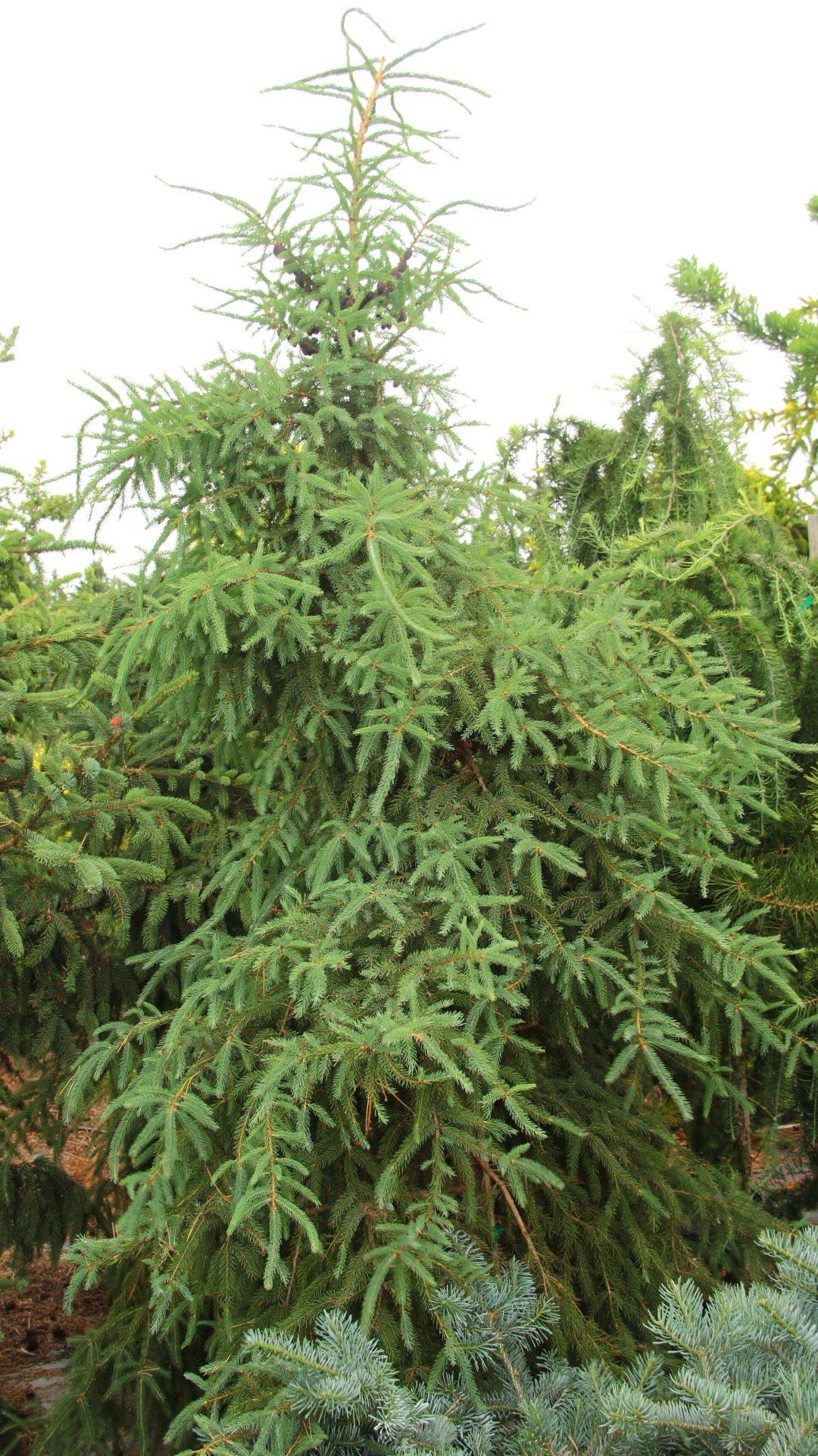 Picea Mariana - View 3 from www redcrocus com