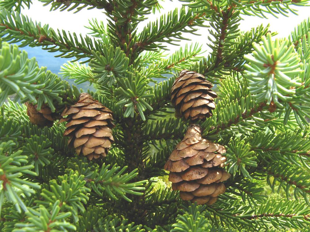 Picea Mariana - View 4 from www redcrocus com