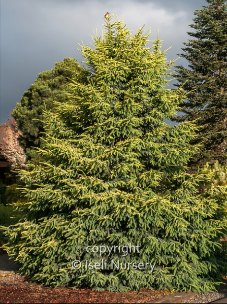 Picea Mariana - View 5 from www redcrocus com