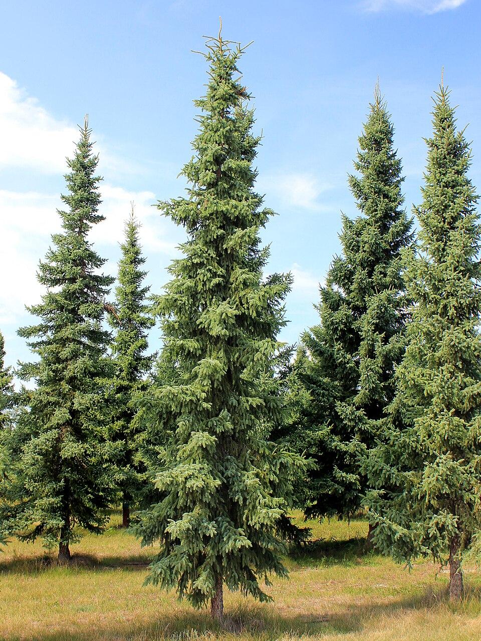 Picea Mariana - View 6 from www redcrocus com